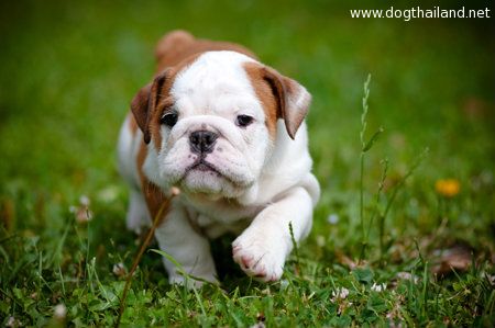 bulldog-puppy.jpg