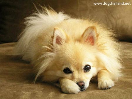 pomeranian-cost-3.jpg