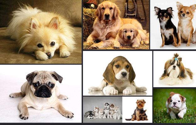 top_ten_dogs_main_pic.jpg
