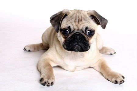 beautiful-pug-pugs-13728022-2048-1365.jpg