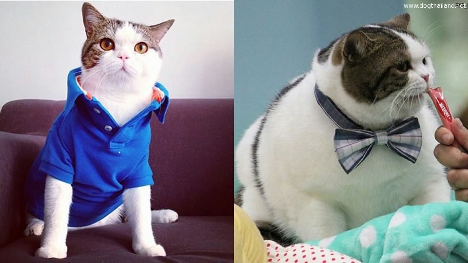 กาลเวลาช่างทำร้ายเซเลป จากแมวสุดเท่ห์ กลายเป็นแมวอ้วน แต่ยังน่ารักนะ