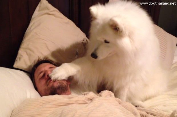ความพยายามปลุกเจ้านายของน้องหมา คลิปน้องหมาปลุกเจ้านายน่ารักมากๆ