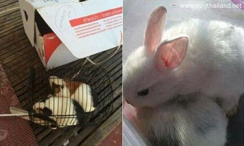 แฉแม่ค้าส่งสัตว์ทางไปรษณีย์ อีกแล้ว อ้างมีพนง.ดูแล ทรมานสัตว์ไหม !! ไปรษณีย์ว่างัย