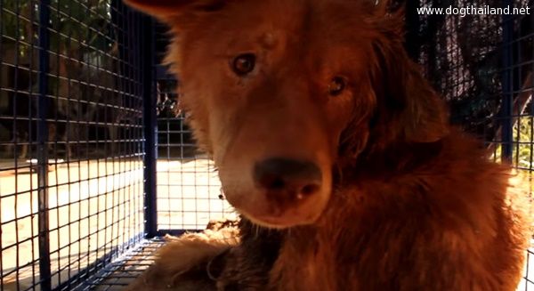 สุนัขตัวนี้ถูกพบครั้งแรกในสภาพใกล้ตาย เวลาผ่านไปโอ้ว โชคดีจริงๆ