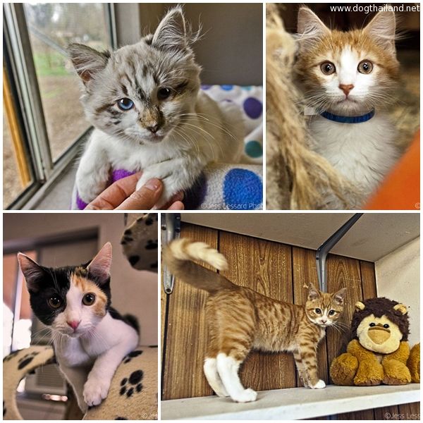 แมวหาบ้าน 700 ชีวิต รอคนใจดีมารับไปเลี้ยง ทาสแมวต้องอึ้ง แต่ละตัวน่ารักทั้งนั้น