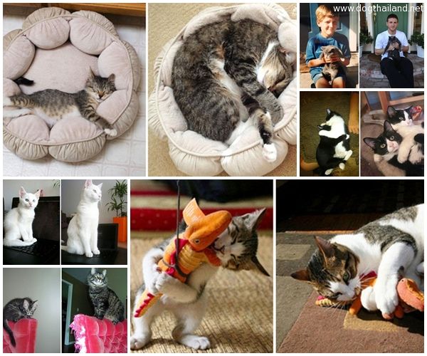 ภาพแมว น่ารักๆ Before-After ตอนไหนน่ารักกว่ากันน้า ? ทูลหัวของบ่าว ทาสแมวเห็นแล้วต้องอมยิ้ม