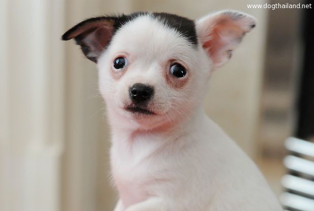 หมาชิวาว่า หน้าตาเหมือนฮิตเลอร์ บอกเลยว่าเป๊ะมาก ผม หนวด อะไรจะปานนั้น