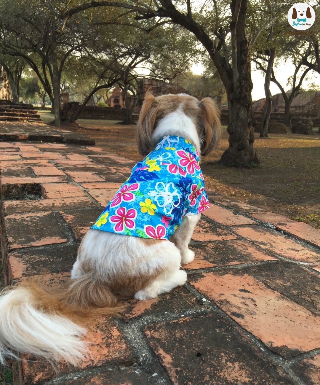 เสื้อสงกรานต์สุนัข สำหรับสัตว์เลี้ยง น้องหมา น้องแมว สีสันสดใส ลายดอกสวยสุดๆ