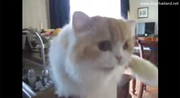 เหมียวญี่ปุ่นพูดได้ ทักทายโอฮาโยะกับเจ้าของ มีคลิป