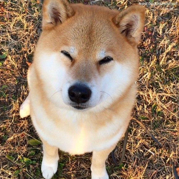 หมารู้ด้วยนะ ว่าคนไหนไว้ใจไม่ได้ ผลวิจัยออกมาแล้ว เอาหล่ะสิมะน่าเห่าจังเวลาเจอ