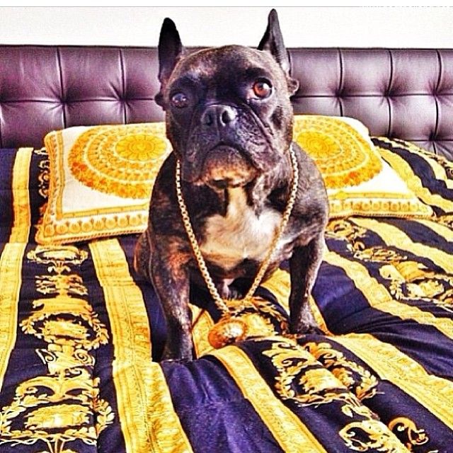 ไฮโซมะหมา  richdogsofig สุนัขที่คนตามในไอจี ที่ใช้ชีวิตสุดหรูยิ่งกว่าคนเรา โอ้วว