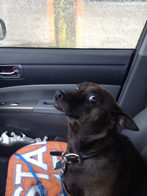 ภาพหมา-แมว หน้าจ๋อย เมื่อรู้ว่าต้องไปหาคุณหมอ ดูกันน่าเอ็นดู