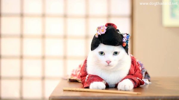 ชาลี แมวเกอิชา จากหนัง แคท อ่ะ แว้บ ตายแล้ว