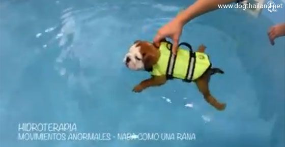 pooldogcover1.jpg