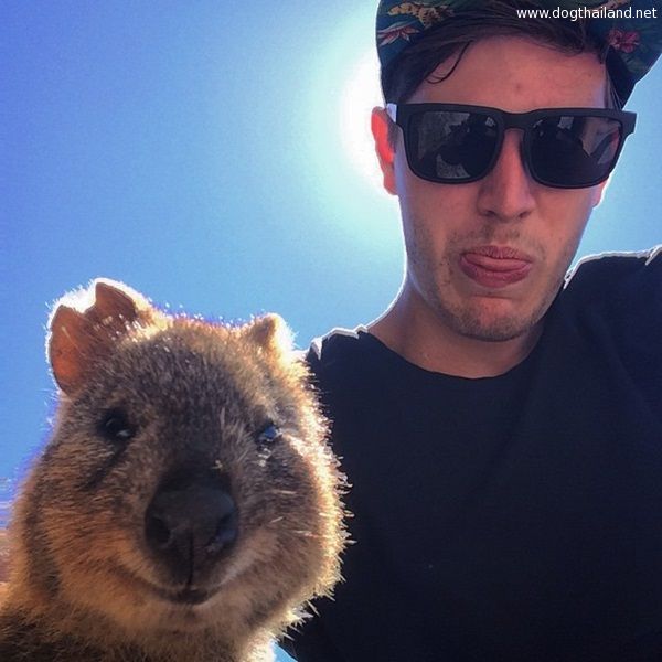 quokka (14).jpg