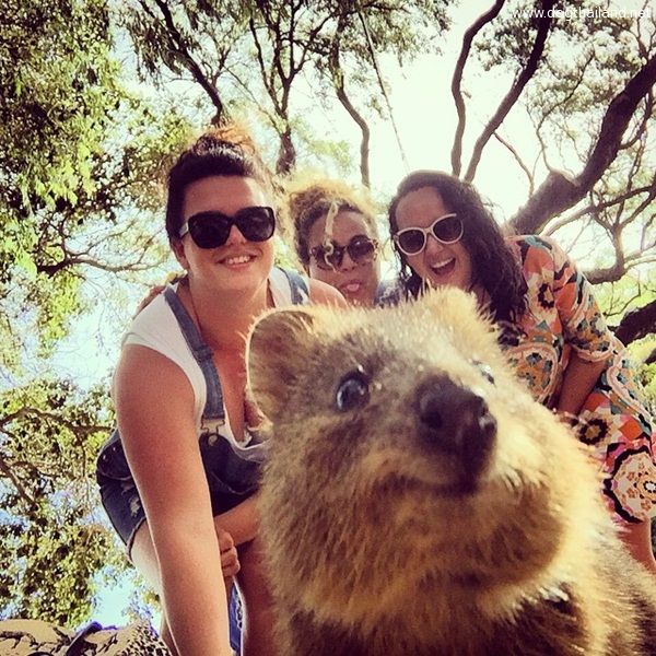 quokka (9).jpg