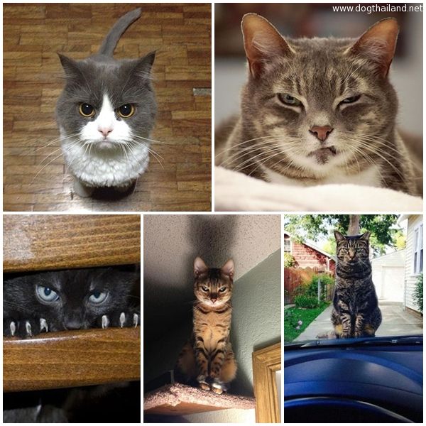 แมวหน้าบูด ทาสแมว ทูลหัวของบ่าว สะพรึงกันไหม รวมภาพแมวหน้าไม่สบอารมณ์ โอ้ว