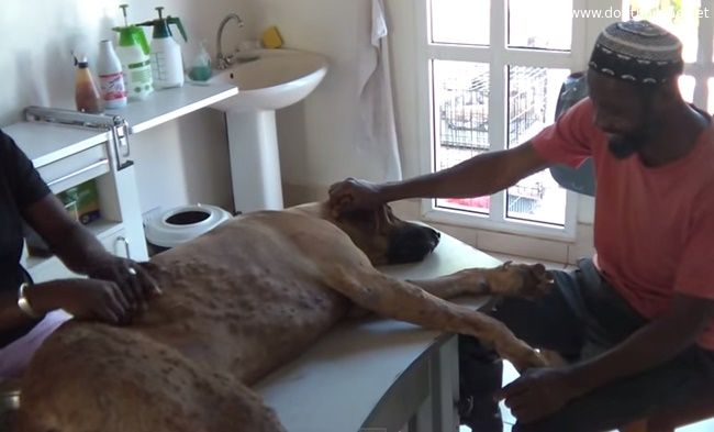 น้องหมามีจุดตะปุ่มตะป่ำขึ้นเต็มตัว พาไปหาหมอ ถึงกับอึ้ง เพราะ? มีคลิป