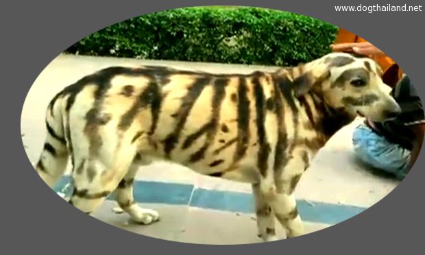 หมาลายเสือ มีหลายเหมือนเสือ มีจริงในโลก
