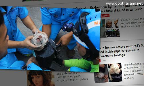 คลิปช่วยน้องหมา ติดท่อเหล็ก ดังไปทั่วโลก ชาวโลกยกย่องกู้ภัยไทย