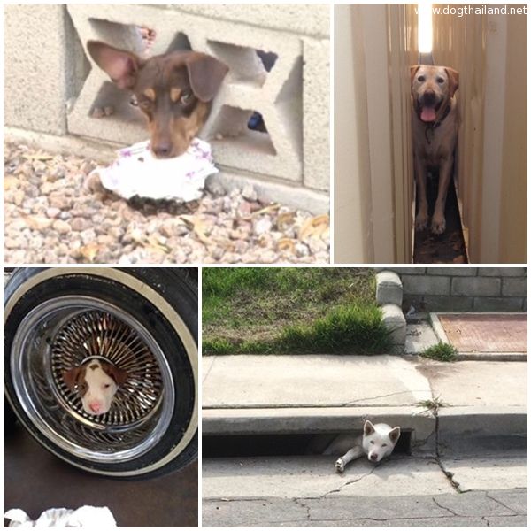 น้องหมาน่าสงสาร รวมภาพความซนติดแหง็กท่าแปลกๆ จะออกกันได้ไหมเนี้ยะ