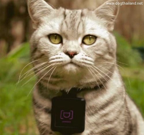 Catstacam ปลอกคอติดกล้องสำหรับเจ้าเหมียว ทาสแมว ทูลหัวของบ่าวสนไหม