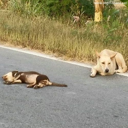 ภาพแม่สุนัขนั่งเฝ้าลูกที่ถูกรถชนไม่ยอมห่าง ชาวเน็ตเห็นแล้วสงสารจับใจ