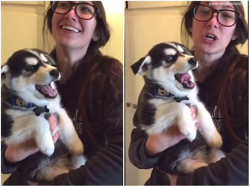 ไซบีเรียน หัดพูดเสียงเหมือนเด็กน้อย เด็กทาราก ไม่เห่าแต่ทำเสียงร้องซะน่ารัก มีคลิป