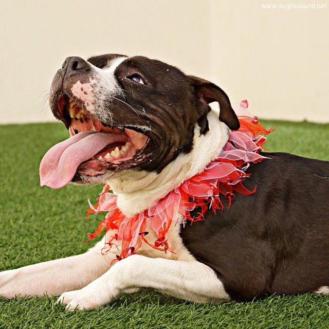 สหรัฐฯ คิดไอเดียเจ๋ง จัดส่งหมาแมวจรจัดให้เล่นถึงบ้าน !