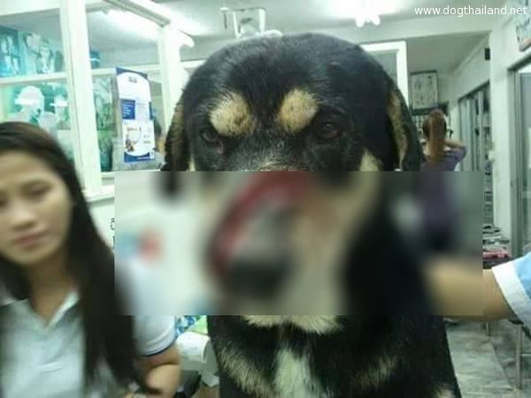 หมาชอบเห่า เห่าดัง คนใจร้ายใช้มีดฟันหน้าน้องหมา เหตุรำคาญเห่าเสียงดัง