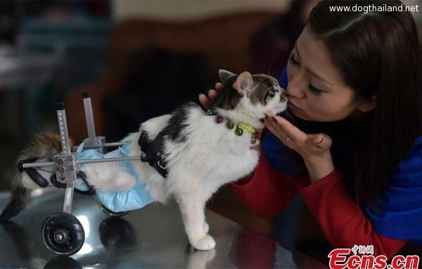 แมวน่ารัก พิการ ถูกชุบชีวิตใหม่ด้วยล้อช่วยเดินคู่นี้ สุดยอดมาก