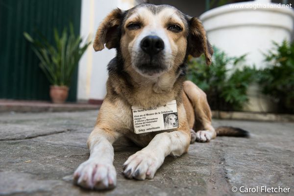 สุนัขจรจัด สุดเท่ห์ รับหน้าที่เป็นยาม เฝ้าสถานที่ราชการเชียวนะจะบอกให้