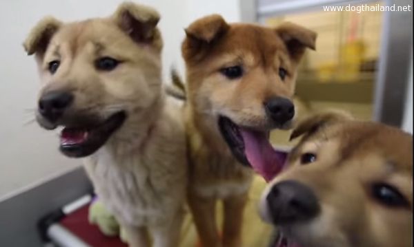 คลิปชัดๆ ช่วยน้องหมา ที่กำลังรอเชือดที่เกาหลีใต้ ดูหน้าตาพวกมันแต่ละตัวสิ