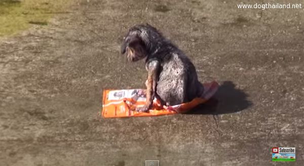 หมาน้อย น่าสงสารถูกคนใจร้ายสับขาโยนทิ้ง แต่แล้วชีวิตของมันก็เปลี่ยนไป เพราะ