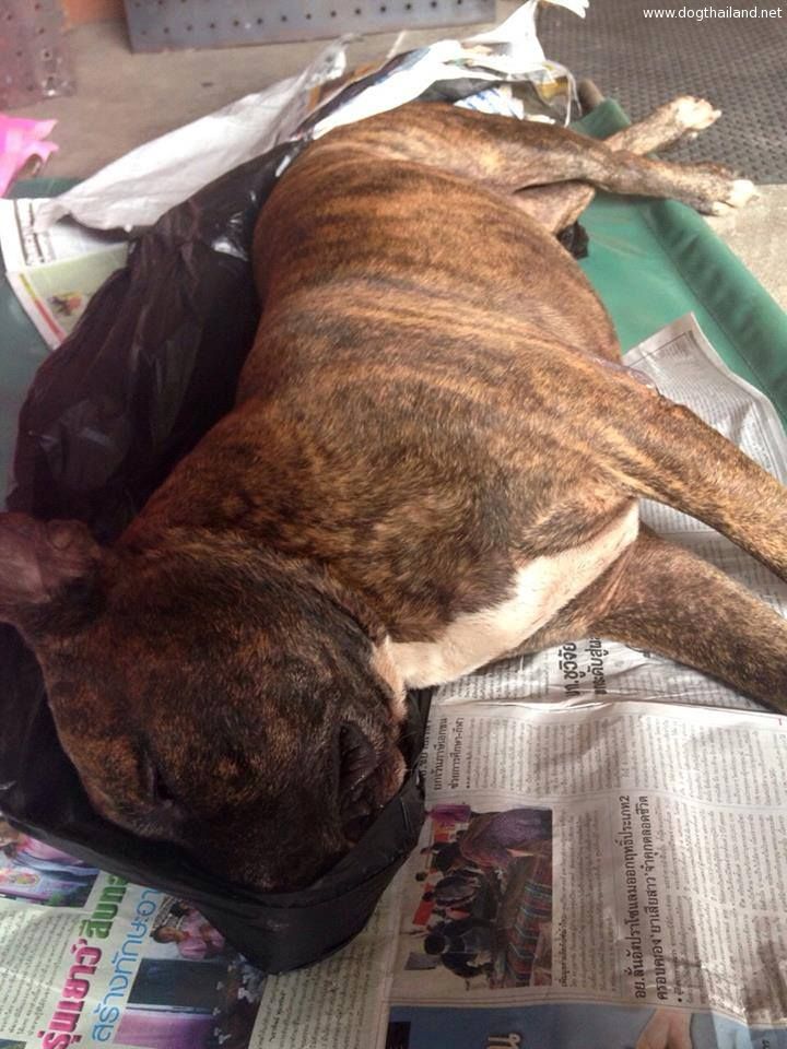 เศร้า! พบน้องหมานอนตาย และเมื่อเจอสิ่งนี้ใกล้ตัวมันก็ได้รู้ความจริง น้ำตาไหลกันเลย