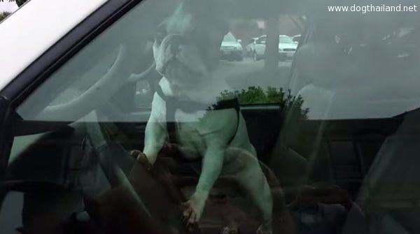 หมาบลูด๊อก สุดฉลาดไม่ทน กดแตรรถเรียกเจ้านาย หลังถูกปล่อยให้รอในรถน้านนาน