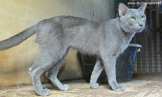 เพาะเลี้ยง ขายแมวไทยโบราณ ได้กำไรเป็นล้าน ที่ ไร่ขิง นครปฐม ทาสแมวสนไหม