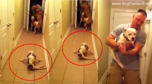 น้องหมาพิการ ทำซึ้ง ความพยายามของน้องหมาพิการ สู่อ้อมกอดเจ้าของ (ชมคลิป)