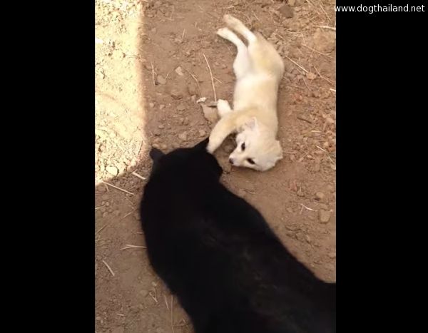 หมาจิ๊งจอกจิ๋ว ทำงัย เมื่อเจอแมวเพื่อนซี้ เห็นแล้วอึ้ง