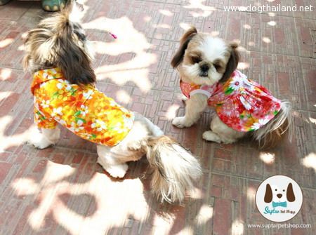 "Suptarpetshop" จัดเต็มแฟชั่นเสื้อลายดอก "เจ้าตูบ" รับสงกรานต์ เว็บเสื้อผ้าน้องหมาฮิตสุดๆ