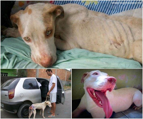 น้องหมาใกล้ตาย ปาฎิหาริย์มีจริงเมื่อให้ความรัก รอยยิ้มน้องหมาก็กลับมา