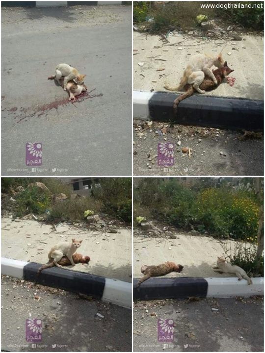 ภาพแมวลากซากเพื่อนถูกรถชนมานอนเฝ้าริมถนน เห็นแล้วเวทนา