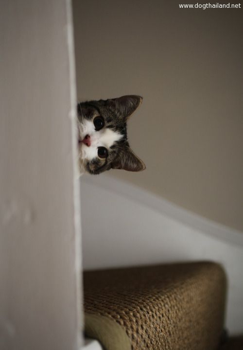 โรคไข้หัดแมว  มารู้จักโรคนี้กัน ไม่ได้น่ากลัวอย่างที่คิด