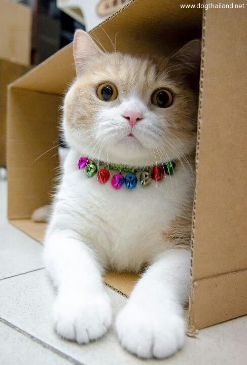 เฉลย ความคิดของแมวเหมียว ที่มีต่อเจ้าของ มานคิดอะไรอยู่นะ ทาสแมวอ่านเลย