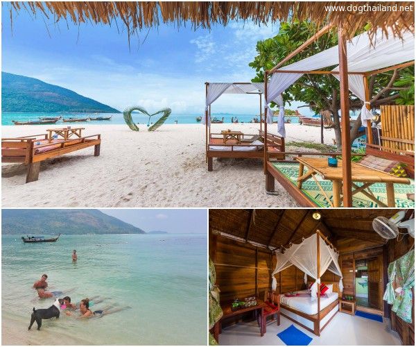 เกาะหลีเป๊ะหมาพักได้.jpg