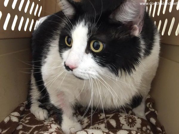 เหมียวอ้วนตัวแทบแตกถูกจับลดน้ำหนัก เทียบไซส์แล้วเท่าคนหนัก 300 กิโล !!