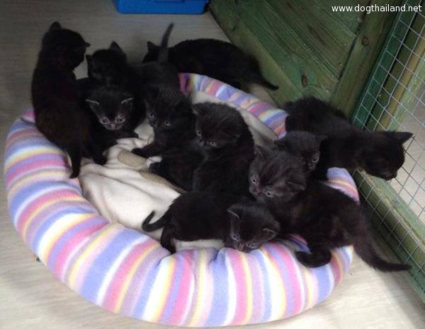 แมวอยู่ในกล่องปิดตาย อังกฤษพบแมว 24 ตัว ถูกใส่ลังปิดตาย เร่งตามหาเจ้าของ