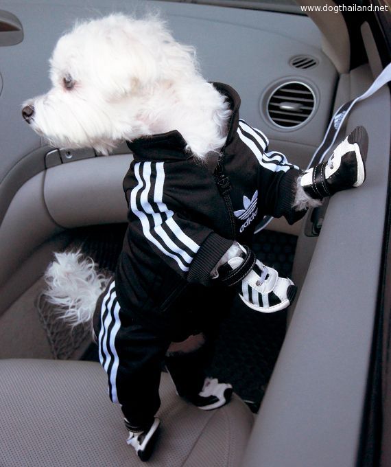 สัตวแพทย์แนะวิธีดูแลหมา - แมวในคอนโด แบบถูกวิธี อ่านเลย