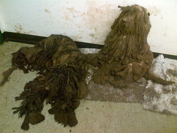 จากน้องหมาผ้าขี้ริ้ว หล่อดูดีขึ้นเป็นกอง เฟี้ยวเงาะกันเลย