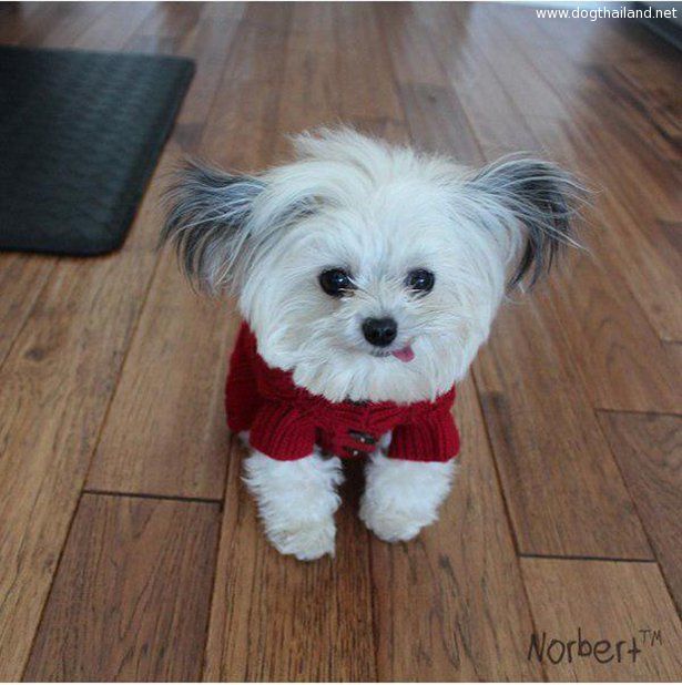 น้องหมาแล๊บลิ้นด้านข้าง เท่ห์ๆแบบนี้เคยเห็นไหม ดังกันใหญ่แล้ว